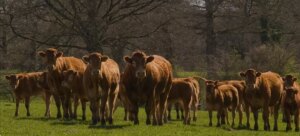 Lire la suite à propos de l’article La Race à Viande : Le Secret d’une Viande Savoureuse à Casablanca